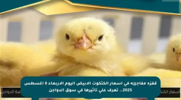 قفزة مفاجئة في أسعار الكتكوت الأبيض اليوم الأربعاء 6 أغسطس 2025.. تعرف على تأثيرها في سوق الدواجن